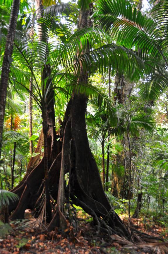Vegetação no monte Liamuiga, o vulcão da ilha de St. Kitts - Caribe